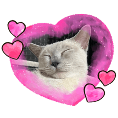 ねこスタンプ♪トンキニーズ RIN