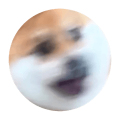 柴犬ふう太の丸犬スタンプ 躍動感 ver.