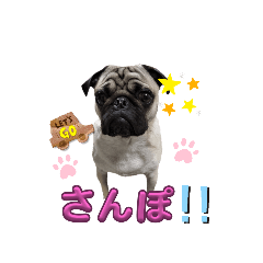 1歳になったとうふくん