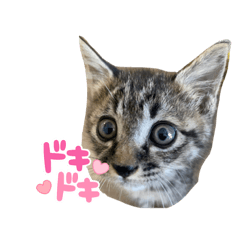 ゴロゴロちよたん