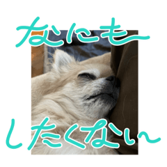 チワワちゃん(*^^*)