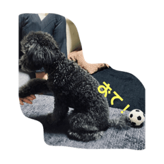 誰でも使えるトイプードルスタンプシルバー