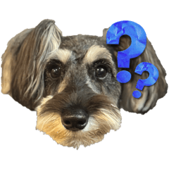 シュナウザーのジーニー