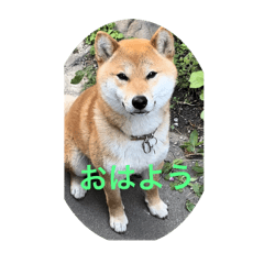 柴犬琥珀とマーチ