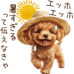 夏！暑さに負けないトイプードル