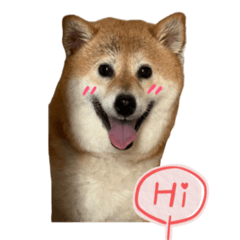 Shiba Inu Daily Life: Dodo