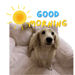 Lalalalemon first edition