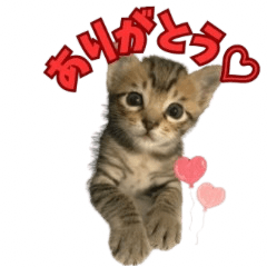 ぽこの日常で使えるスタンプ2