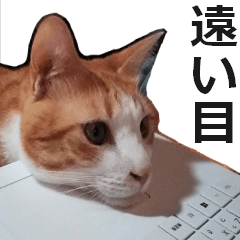 超かわいい！茶トラ白猫ぽんのスタンプ