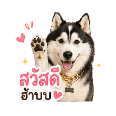 Tao-Tung Husky V.0.01