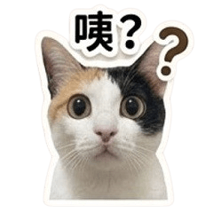 CUTE CAT-MAI MAI