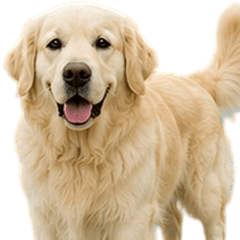 Funny Golden Retriever V.2