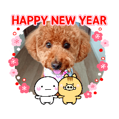 トイプードル,アトム君お正月バージョン