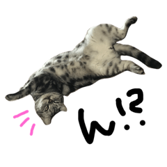 アメショーのレオくん