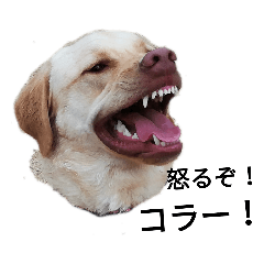 ラブラドールレトリーバーのルーク