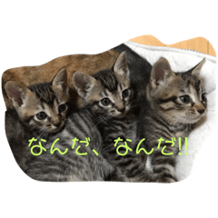 ネコネコネコ!!2