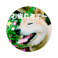 うちのしばたさん