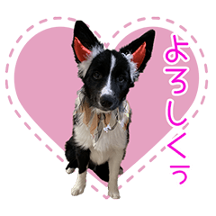 ボーダーコリーアメリ