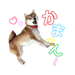 柴犬のアンちゃん