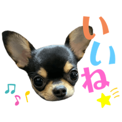 ぽんずエブリデイ