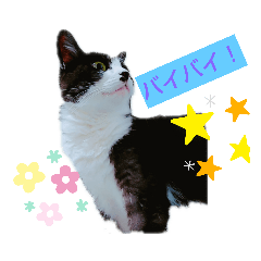 ネコネコ  お気軽  スタンプ