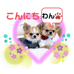 チワワ兄妹犬イブ&ルイ