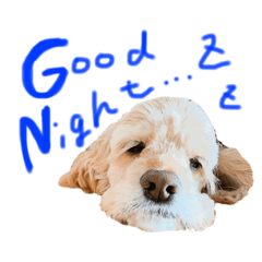 コッカースパニエルきなこ