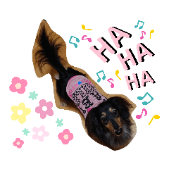 ダックス  あんじゅ 2