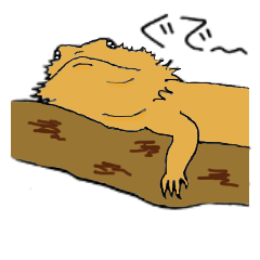 やっぱり、フトアゴヒゲトカゲがすき
