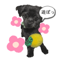黒犬ぽめぷ「日常②」