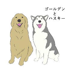 ゴールデンとハスキー。