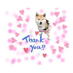 柴犬　剛気(りき)２