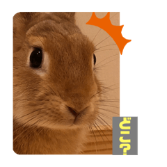 うさぎのトミー君