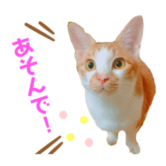 ねこすたんぷฅ^•ﻌ•^ฅ