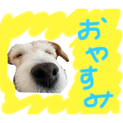 ジャックラッセルgooスタンプ