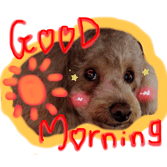 トイプードル LALA♡