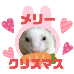 フェレットのコッパがご挨拶