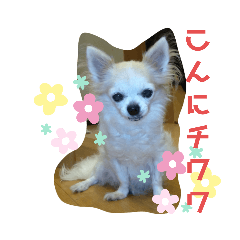 チワわんこのスタンプ