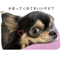 双子チワワの日常スタンプ　あいさつ