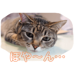 うちのこひなこちゃん