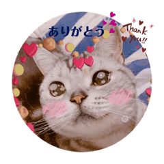 にゃんスタ☆ドルモコ