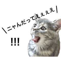 猫のココちゃんスタンプ！
