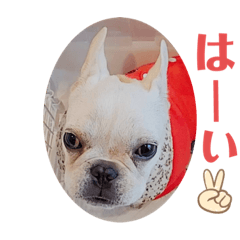 フレンチブルドッグのいちごちゃん2