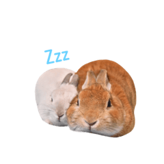 うさぎのまるぴー・ゆきちゃん