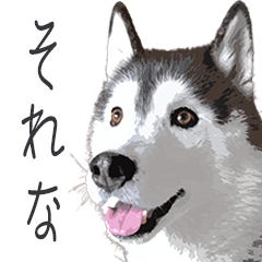 ハスキー犬　バルトくん２