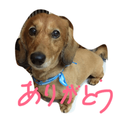 ワンにゃんすたんぷ