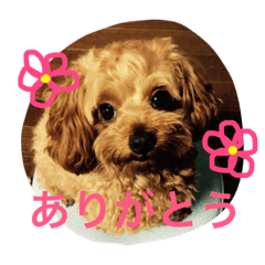 チワプー ちゃろ