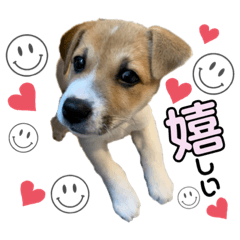 ちゃいまろシリーズ2