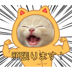 ブリティッシュ我が子①