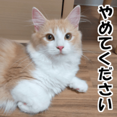 ミラ印（じるし）